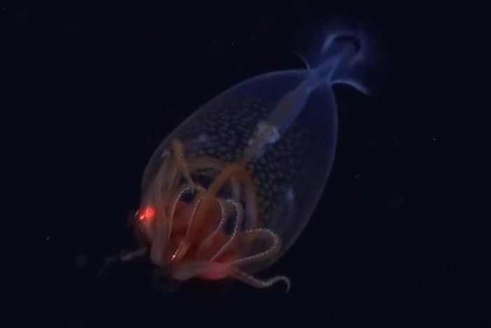 © Schmidt Ocean Institute