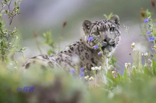 Ощущение нереальности от фото потому, что мы привыкли видеть ирбиса на фоне снегов и скал