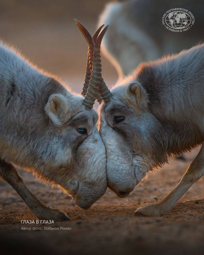 Фото: Лобанов Роман, участник фотоконкурса «Самая красивая страна» -<a href="https://pikabu.ru/story/dekabrskaya_bitva_samtsov_saygakov_za_pravo_glavenstva_nad_garemom_13494109?u=https%3A%2F%2Ft.me%2Frgo1845%2F17662&t=%D0%BE%D1%82%D1%81%D1%8E%D0%B4%D0%B0&h=ee46e9d5c8e14d9fe054ee09522bedc7dad51cb4" title="https://t.me/rgo1845/17662" target="_blank" rel="nofollow noopener"> отсюда</a>
