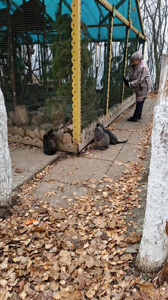 Моя лучшая фотография кота