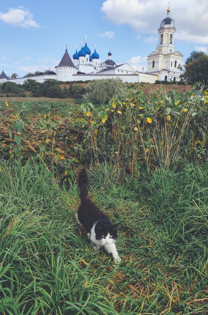 Ответ на пост «Моя лучшая фотография кота»