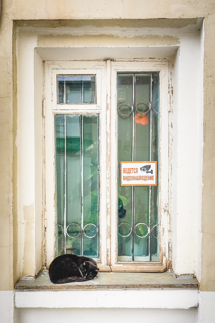 Ответ на пост «Моя лучшая фотография кота»