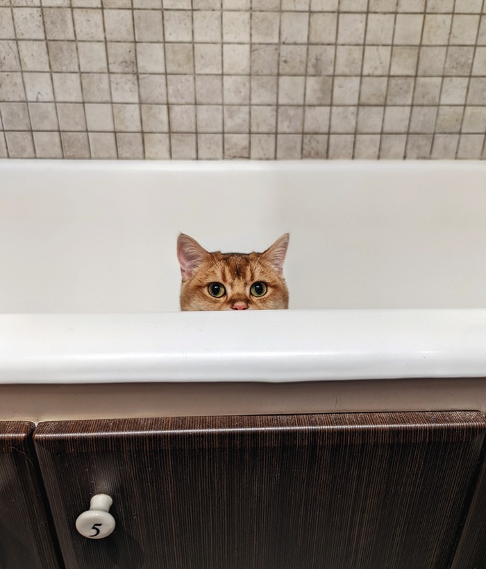 Ответ на пост «Моя лучшая фотография кота»