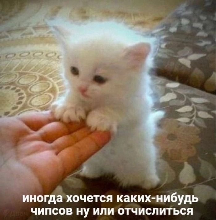 Или отчислиться