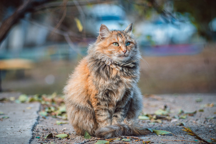 Ответ на пост «Моя лучшая фотография кота»