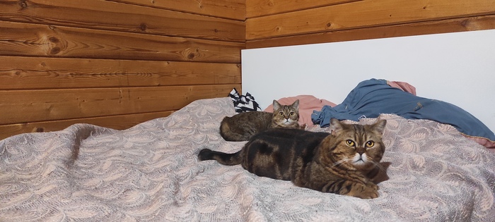 Ответ на пост «Моя лучшая фотография кота»