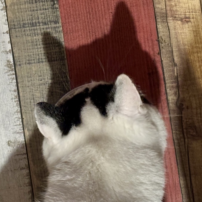 Ответ на пост «Моя лучшая фотография кота»