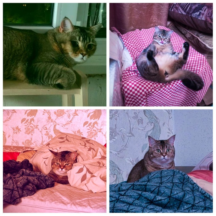 Булку вам в ленту