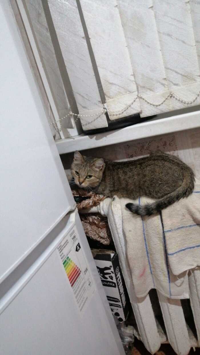 Ответ на пост «Моя лучшая фотография кота»