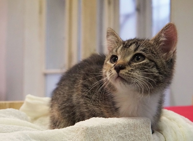 Марфа котёнком