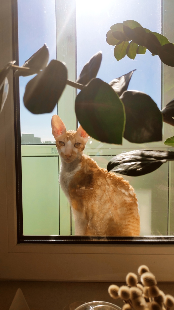 Мой кудрявый корниш, который встроился в жизнь как последний кусочек паззла - очень нужный и идеально подходящий