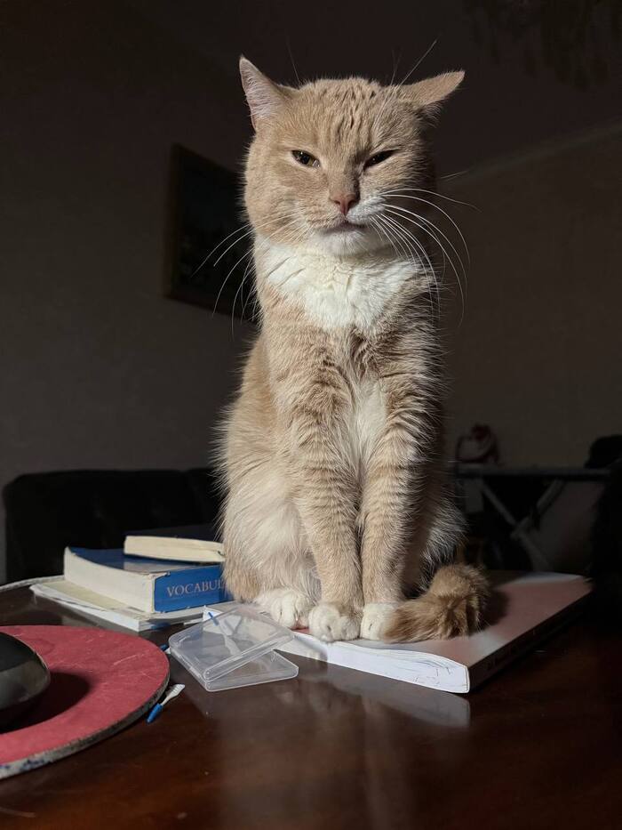 Ответ на пост «Моя лучшая фотография кота»