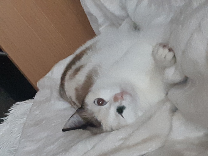 Ответ на пост «Моя лучшая фотография кота»