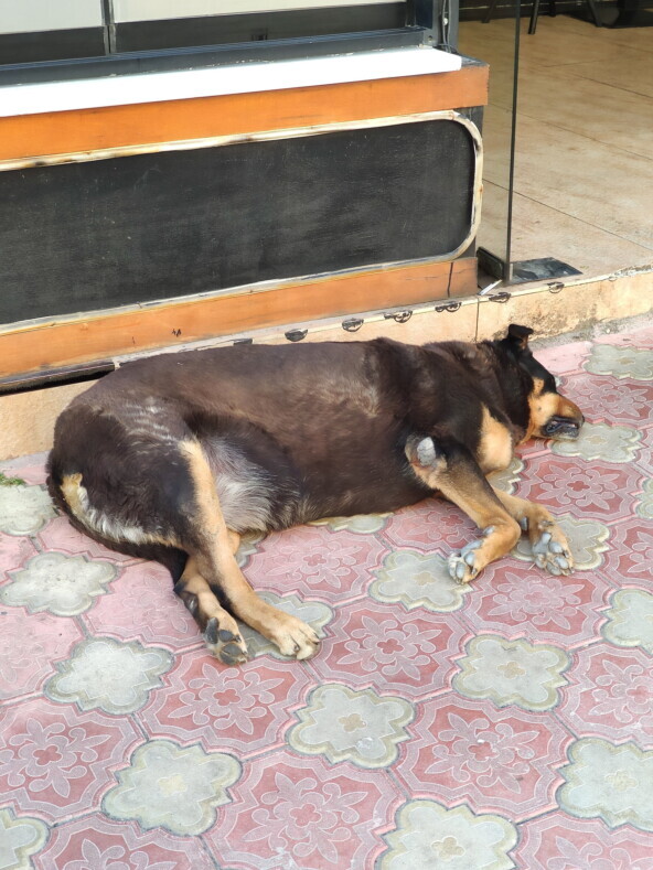 Бездомные собаки опасны по-разному. Вот эта может задавить, если догонит...