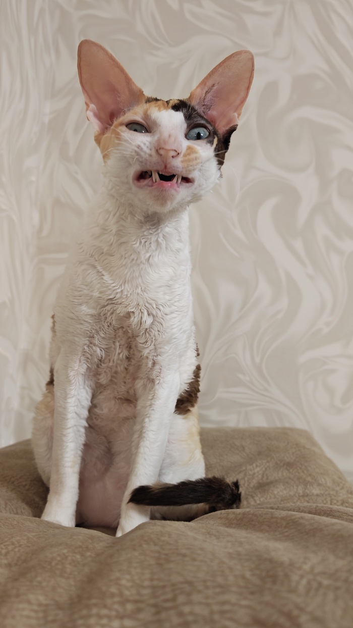 Ответ на пост «Моя лучшая фотография кота»