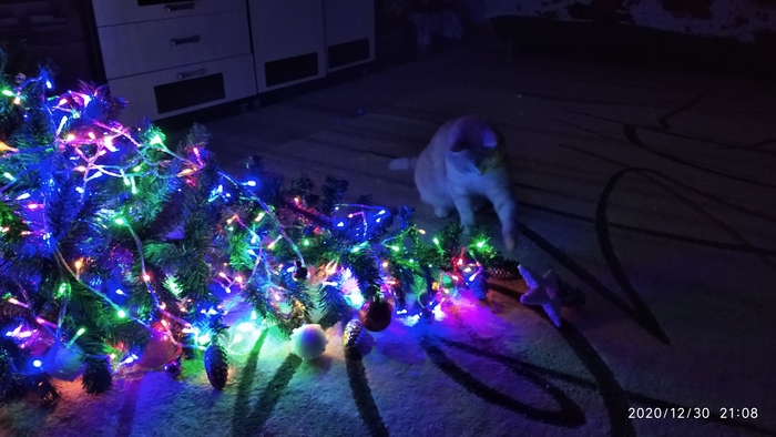 Ответ lastnomad в «Моя лучшая фотография кота»