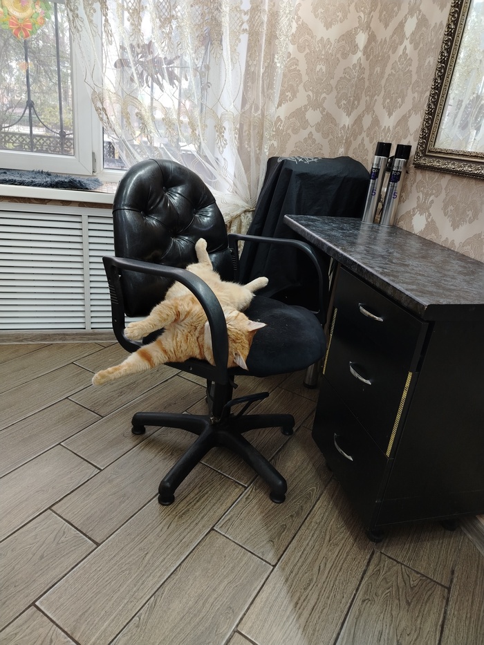 Ответ lastnomad в «Моя лучшая фотография кота»