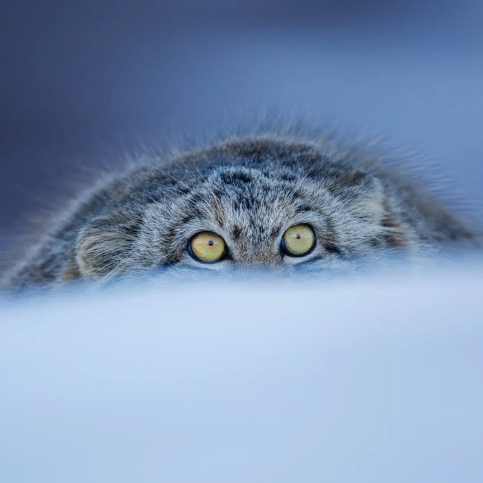 Зачем ты забрёл сюда, человече?