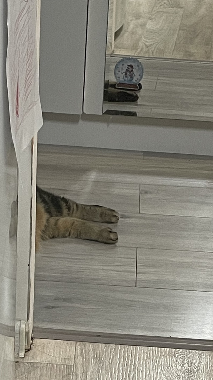 Ответ на пост «Моя лучшая фотография кота»