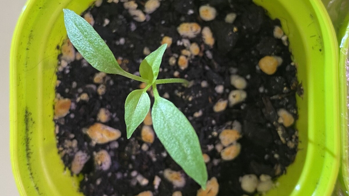 Развиваемся