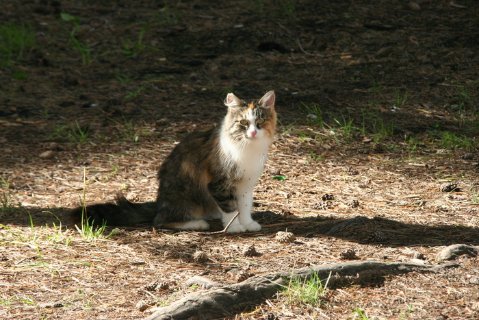 Ответ на пост «Моя лучшая фотография кота»