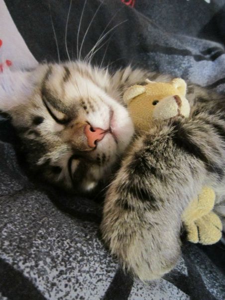 Моя лучшая фотография кота