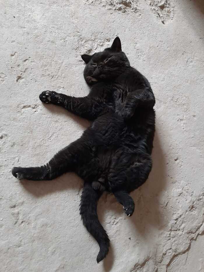 Ответ на пост «Моя лучшая фотография кота»