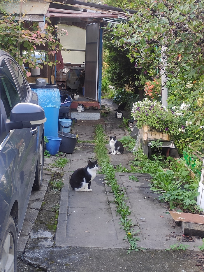 Ответ на пост «Моя лучшая фотография кота»