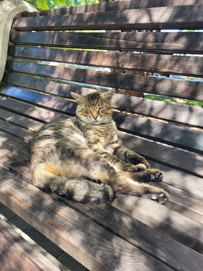 Ответ на пост «Моя лучшая фотография кота»