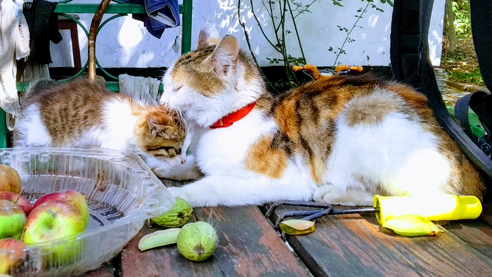 Вот подумалось, интересно, когда вернётся мем из 2000-х - "Я и моя сраная кошка"?