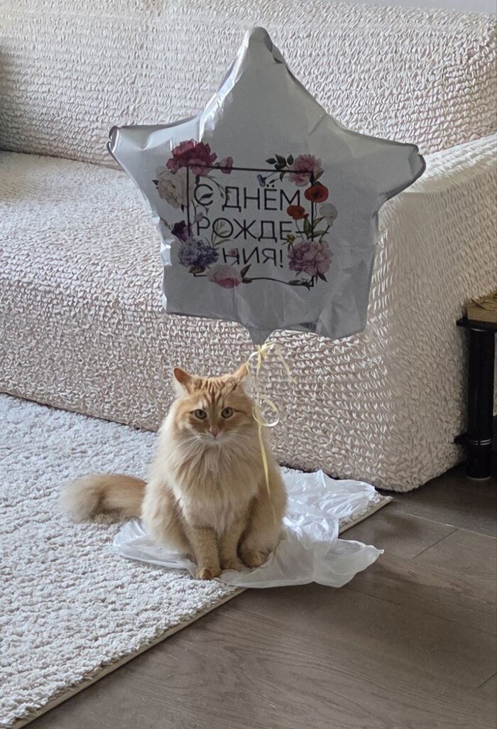 Моя кота фотография лучшая!