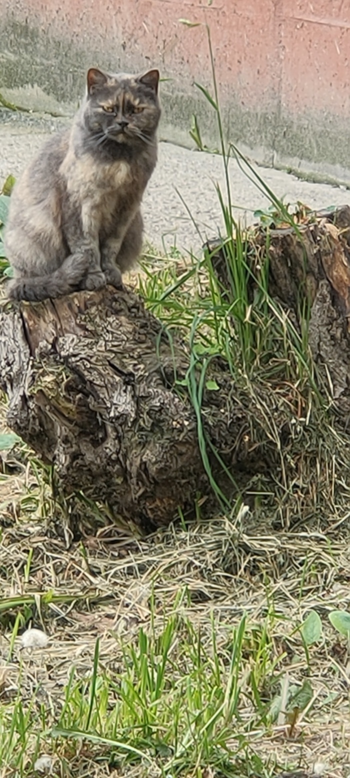 Дворовый городской бродяга.