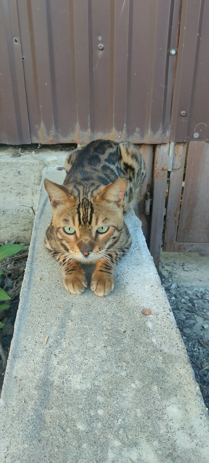 Домашний деревенский.