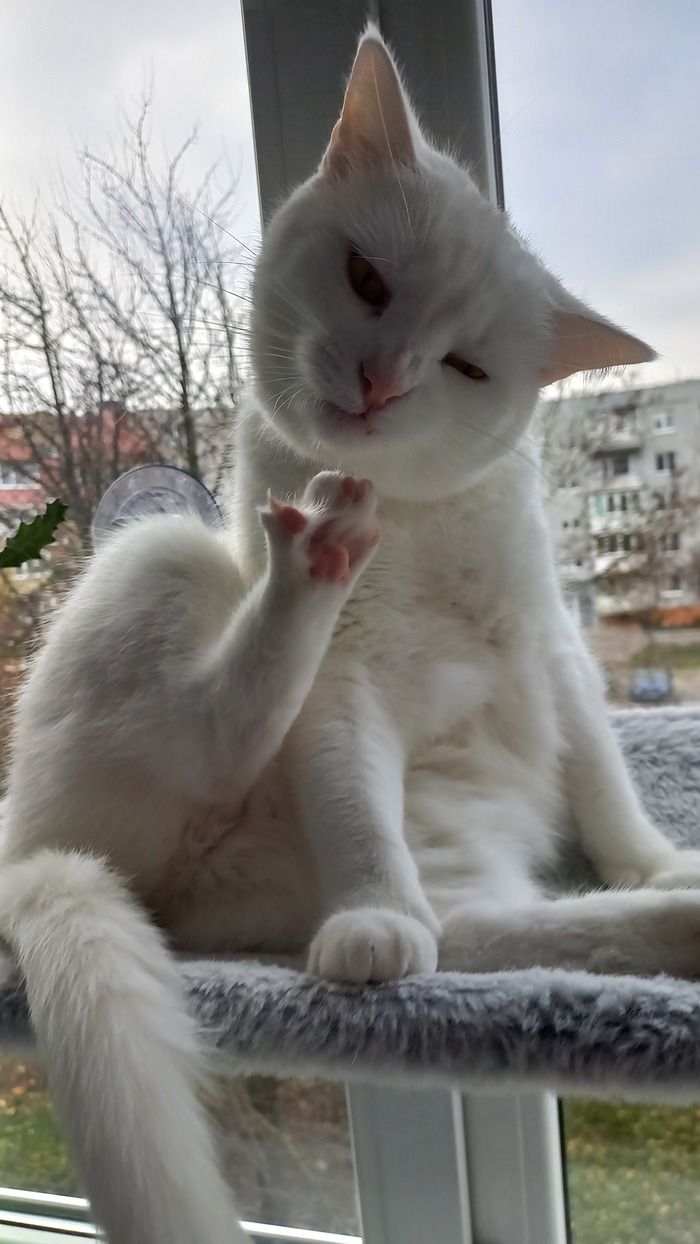 Ответ на пост «Моя лучшая фотография кота»