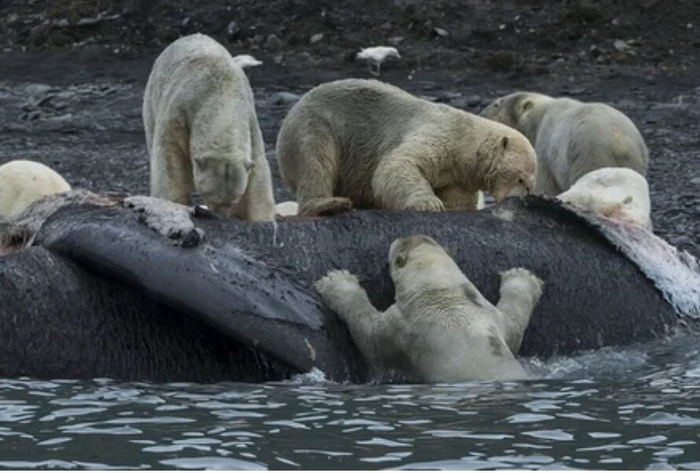 Медведи путешествуют по Арктике небольшими группами по 2-3 особи. Особенно часто союзы образуют молодые, неопытные особи.
