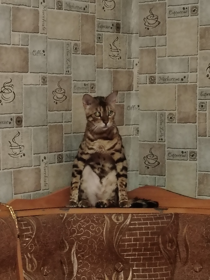 Мой кот бенгал ТимошаКот, который живёт так, как будто платит за коммуналку