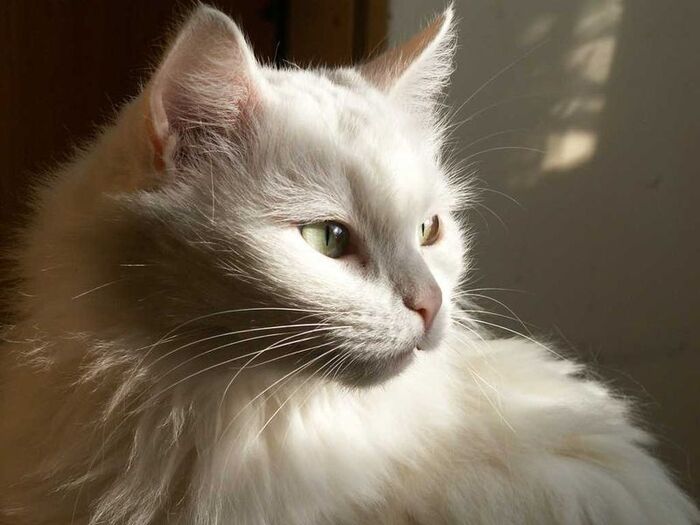 ������ ���������� �����