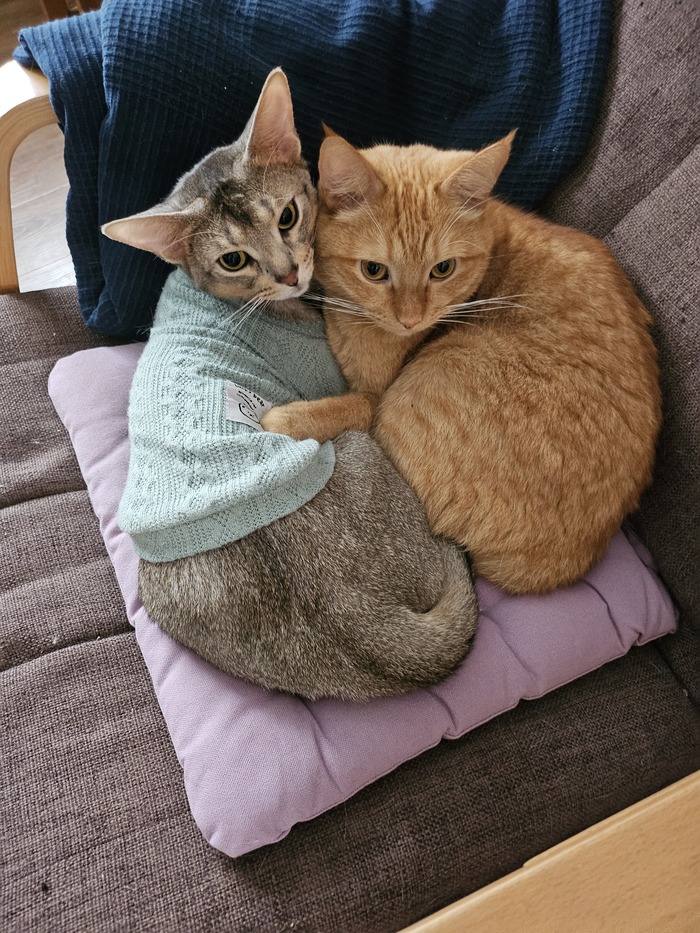 Ответ на пост «Моя лучшая фотография кота»