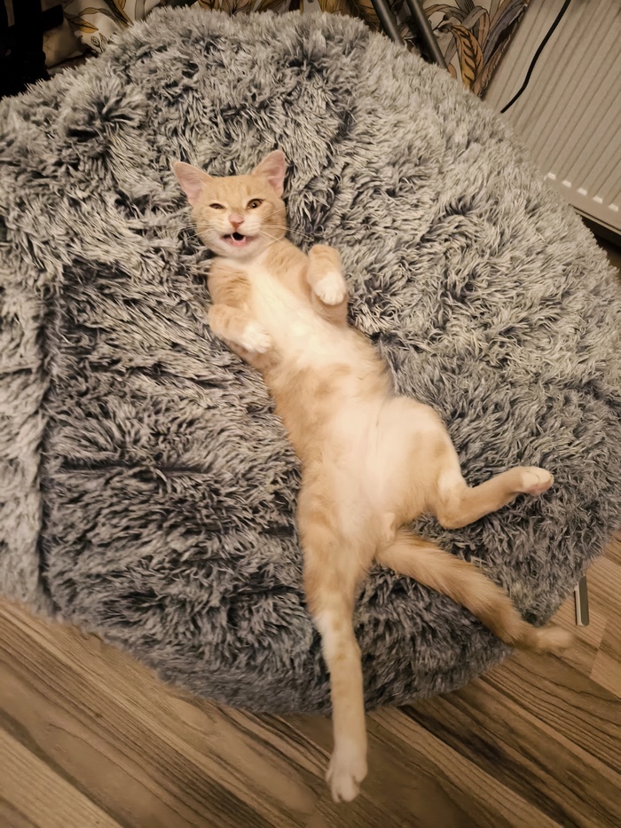 Моя лучшая фотография кота часть 1