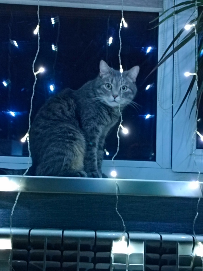 Ответ на пост «Моя лучшая фотография кота»