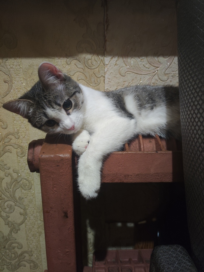 Кошка моя на кухне)