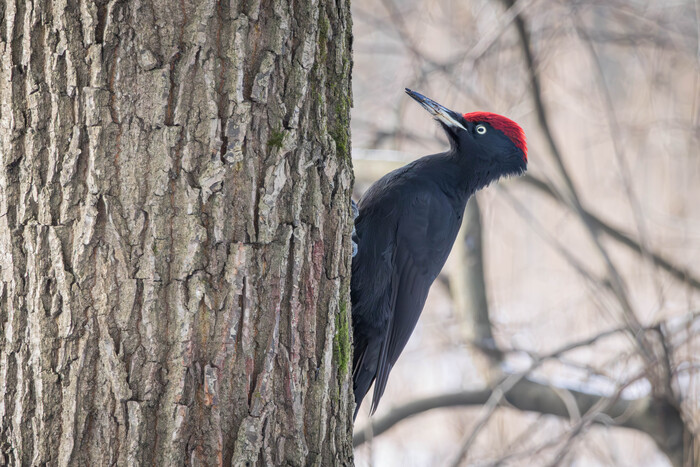 Жмем на фото, что бы увидеть в норм качестве.