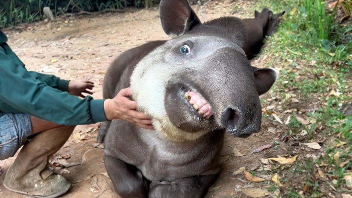 С людьми тапиры тоже с удовольствием контактируют. Особенно если звери выросли в неволе.