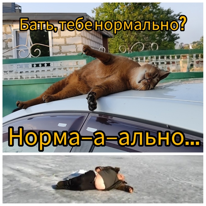 Моя лучшая фотография кота