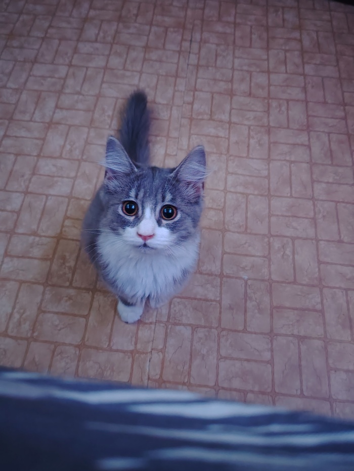 Ответ на пост «Моя лучшая фотография кота»