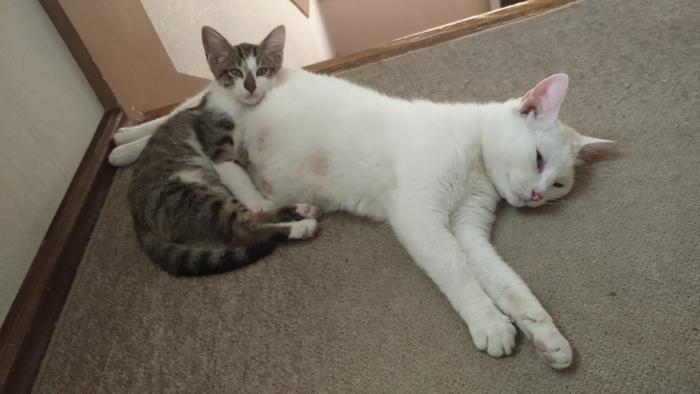 ��� ������ ))))