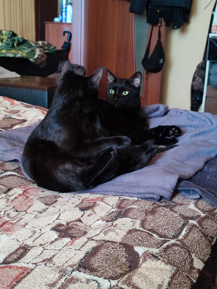 Моя лучшая фотография котов