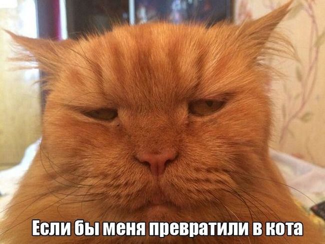 Картинка из интернетов