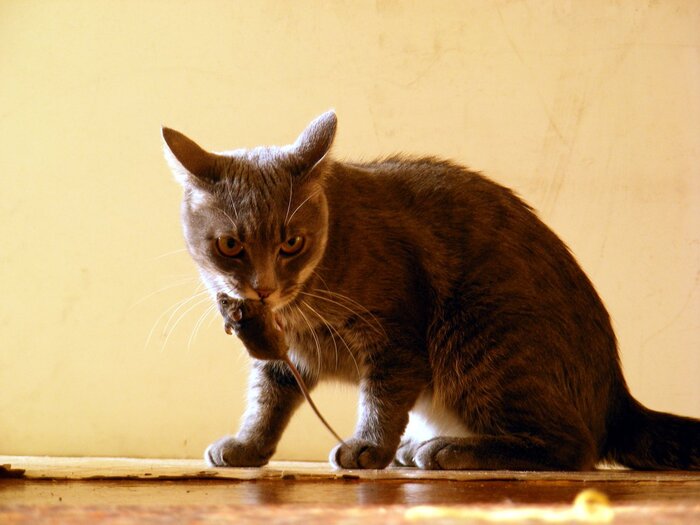 Кошка и её добыча