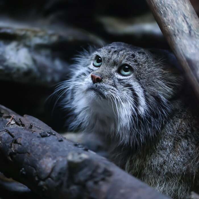 ��� ������� �� �����������